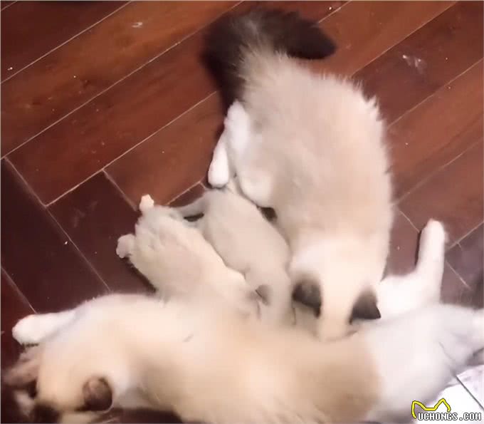 牛啊!他家养了70只布偶猫,全都叫咪咪?