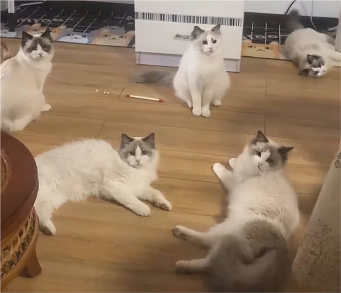 牛啊!他家养了70只布偶猫,全都叫咪咪?
