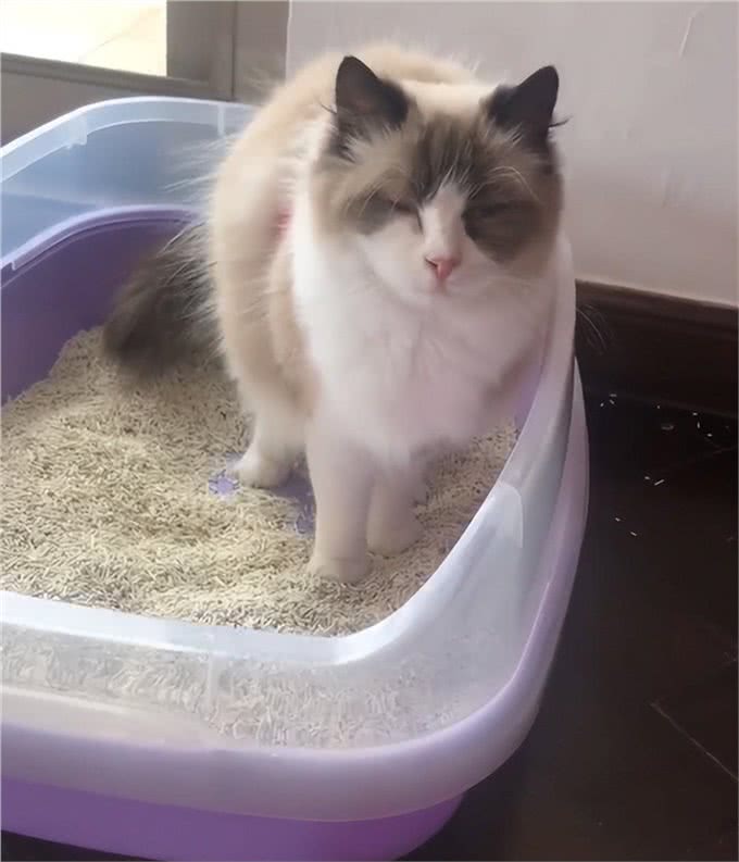 牛啊!他家养了70只布偶猫,全都叫咪咪?