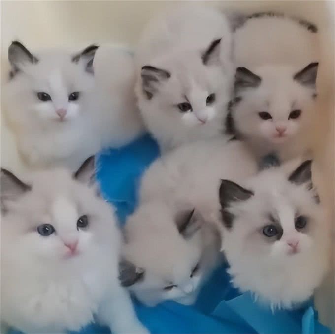 牛啊!他家养了70只布偶猫,全都叫咪咪?