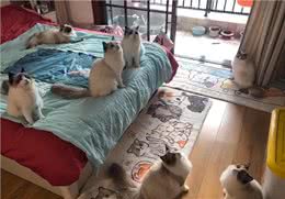 牛啊!他家养了70只布偶猫，全都叫咪咪?