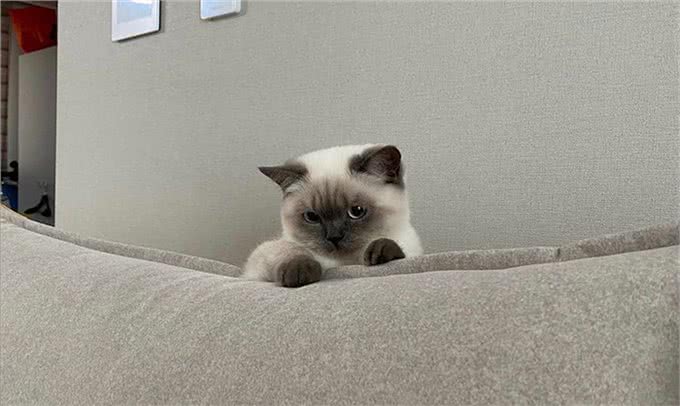 狗狗感冒流鼻涕打什么针?
