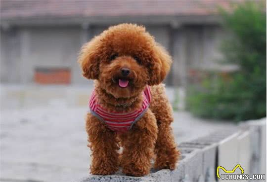 泰迪犬的这7种表现，说明它没把你当成主人，你家狗子有吗?