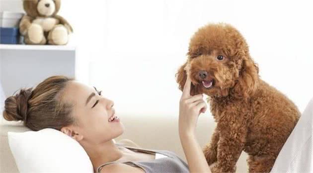泰迪犬的这7种表现，说明它没把你当成主人，你家狗子有吗?