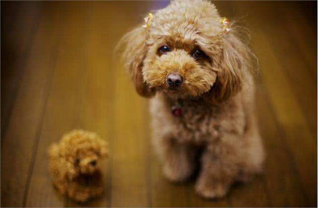 泰迪犬的这7种表现，说明它没把你当成主人，你家狗子有吗?