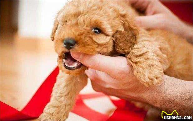 泰迪犬的这7种表现，说明它没把你当成主人，你家狗子有吗?