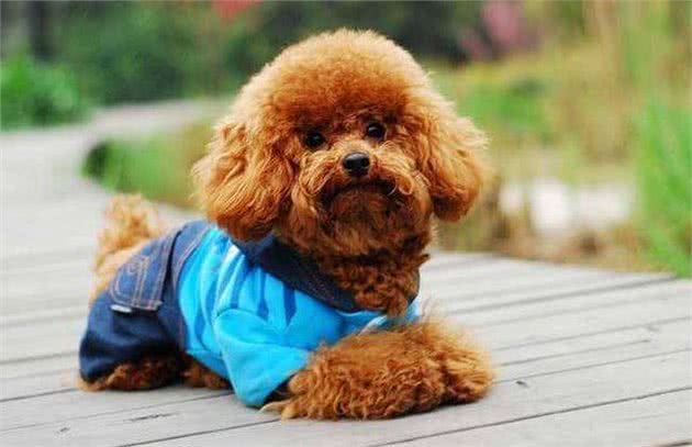 泰迪犬的这7种表现，说明它没把你当成主人，你家狗子有吗?