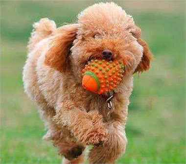 泰迪犬的这7种表现，说明它没把你当成主人，你家狗子有吗?