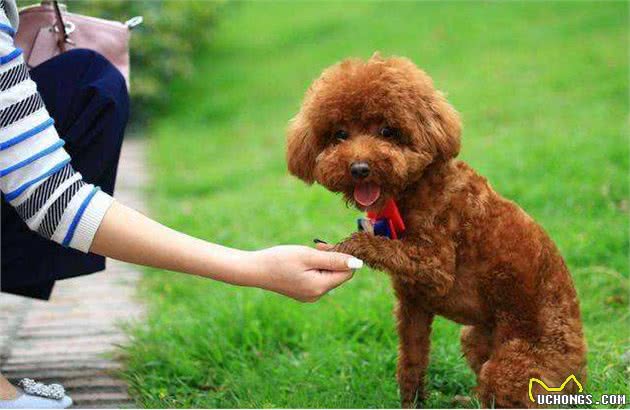 泰迪犬的这7种表现，说明它没把你当成主人，你家狗子有吗?