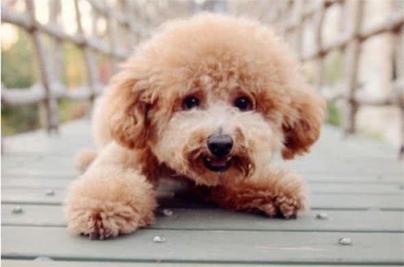 泰迪犬的这7种表现，说明它没把你当成主人，你家狗子有吗?