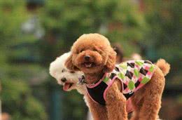 泰迪犬的这7种表现，说明它没把你当成主人，你家狗子有吗?