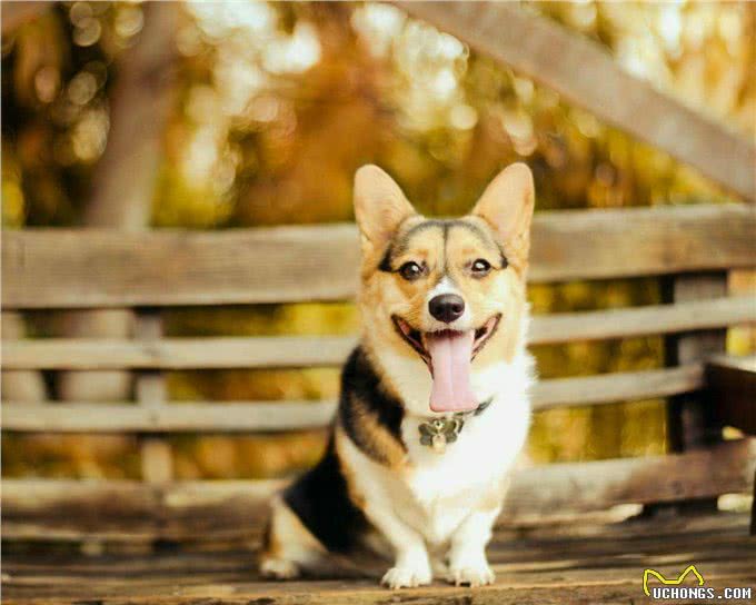 柯基就是萌宠?小短腿柯基:我可是牧牛犬~