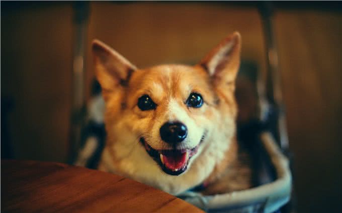 柯基就是萌宠?小短腿柯基:我可是牧牛犬~