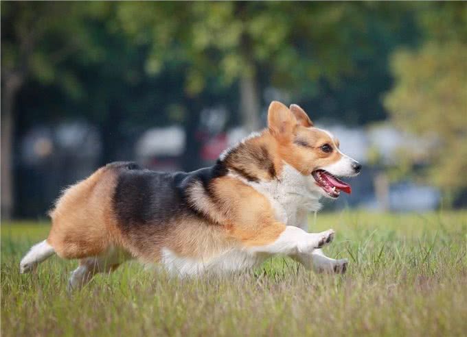 柯基就是萌宠?小短腿柯基:我可是牧牛犬~