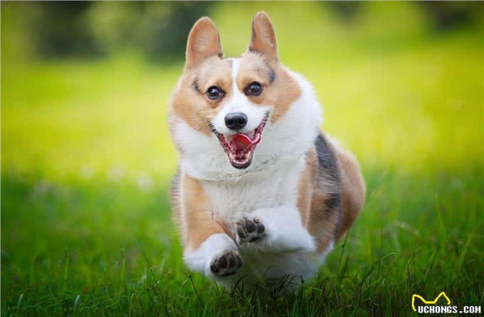 柯基就是萌宠?小短腿柯基:我可是牧牛犬~