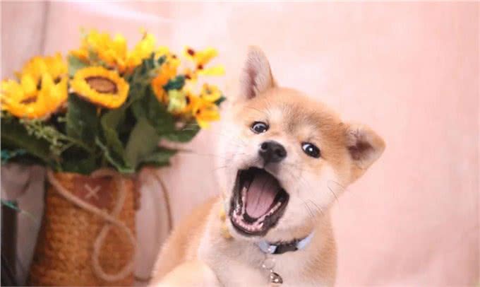 柴犬和牧羊犬哪个适合家庭饲养?