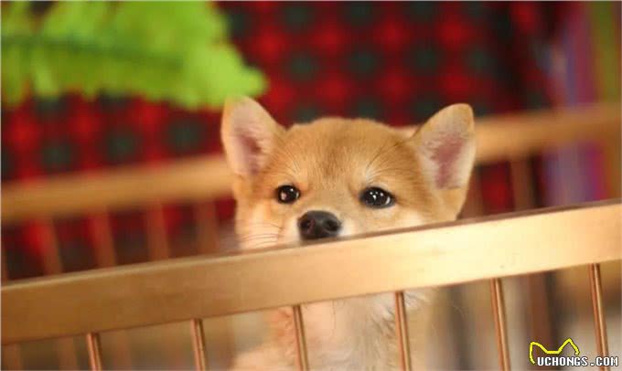 柴犬和牧羊犬哪个适合家庭饲养?