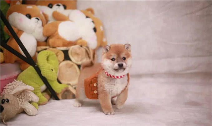 柴犬和牧羊犬哪个适合家庭饲养?