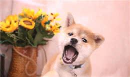 柴犬和牧羊犬哪个适合家庭饲养?