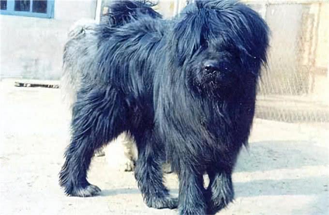 被人遗忘的中国猛犬!比藏獒更凶猛的藏狮，是藏民心中的神犬