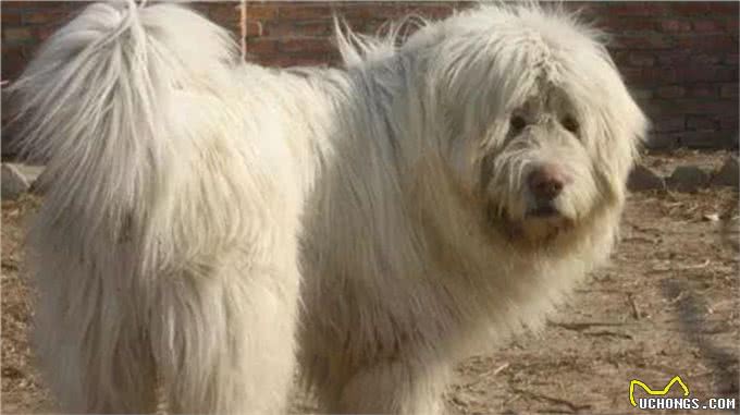 被人遗忘的中国猛犬!比藏獒更凶猛的藏狮，是藏民心中的神犬