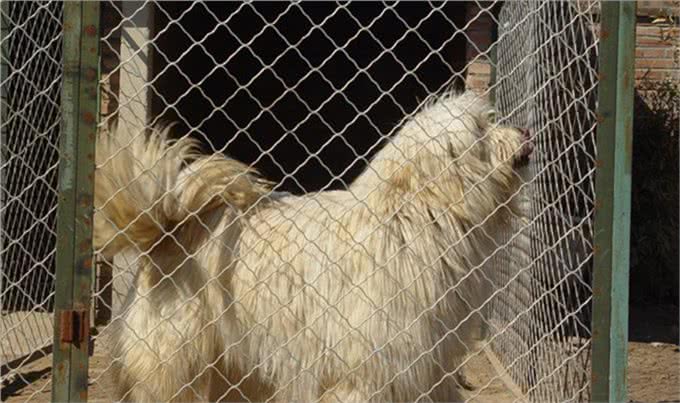 被人遗忘的中国猛犬!比藏獒更凶猛的藏狮，是藏民心中的神犬