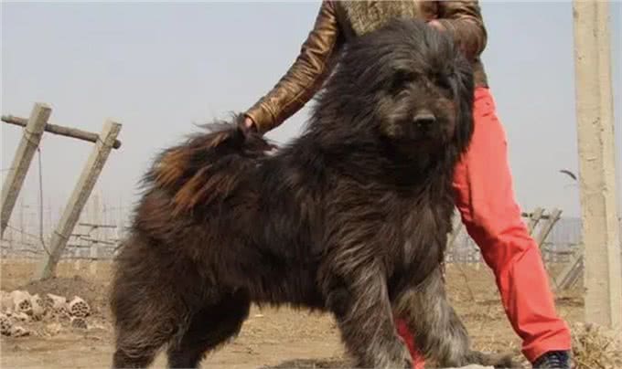 被人遗忘的中国猛犬!比藏獒更凶猛的藏狮，是藏民心中的神犬