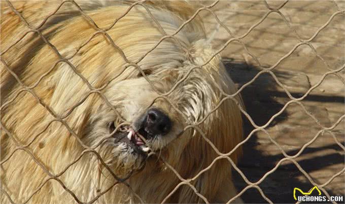 被人遗忘的中国猛犬!比藏獒更凶猛的藏狮，是藏民心中的神犬