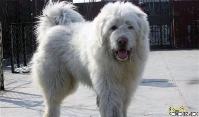 被人遗忘的中国猛犬!比藏獒更凶猛的藏狮，是藏民心中的神犬