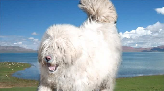 被人遗忘的中国猛犬!比藏獒更凶猛的藏狮，是藏民心中的神犬