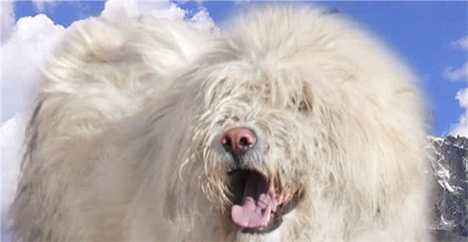 被人遗忘的中国猛犬!比藏獒更凶猛的藏狮，是藏民心中的神犬