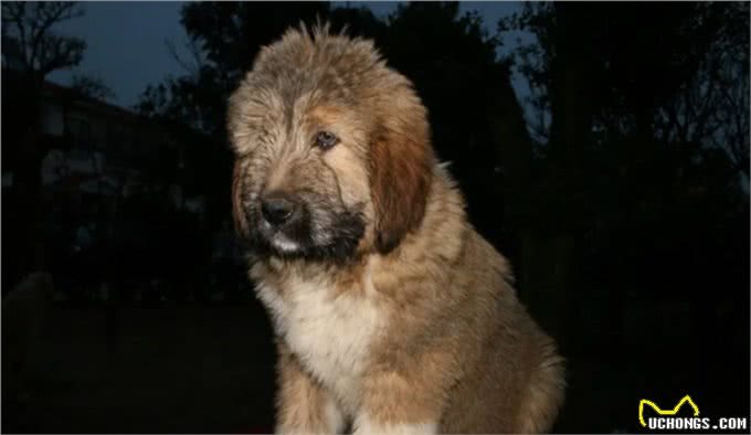 被人遗忘的中国猛犬!比藏獒更凶猛的藏狮，是藏民心中的神犬