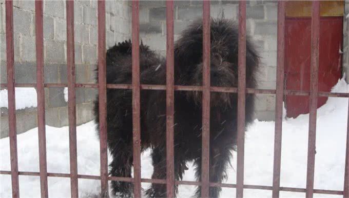 被人遗忘的中国猛犬!比藏獒更凶猛的藏狮，是藏民心中的神犬