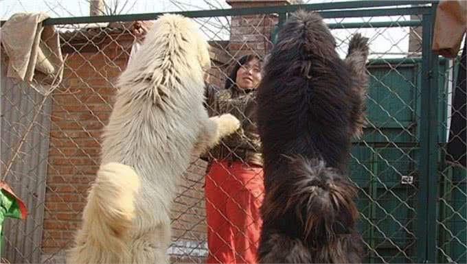被人遗忘的中国猛犬!比藏獒更凶猛的藏狮，是藏民心中的神犬