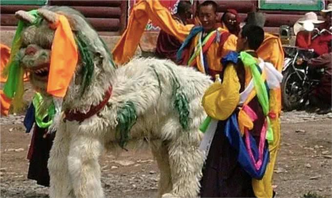 被人遗忘的中国猛犬!比藏獒更凶猛的藏狮，是藏民心中的神犬