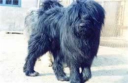 被人遗忘的中国猛犬!比藏獒更凶猛的藏狮，是藏民心中的神犬