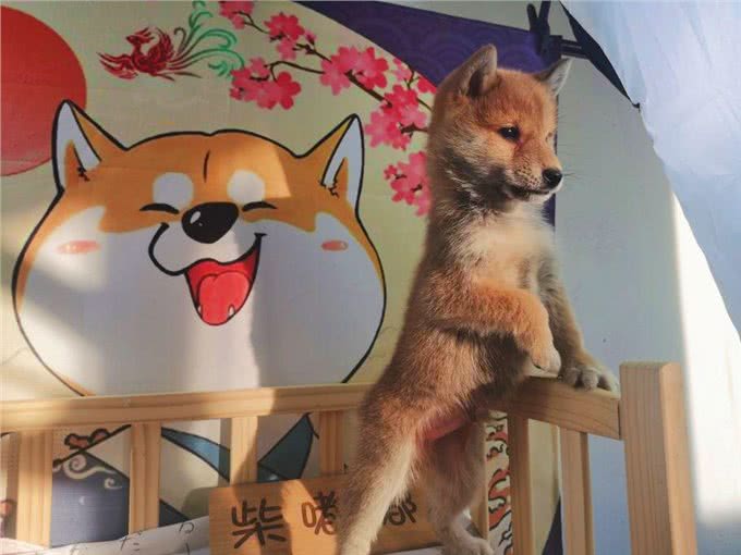 柴犬必备小常识
