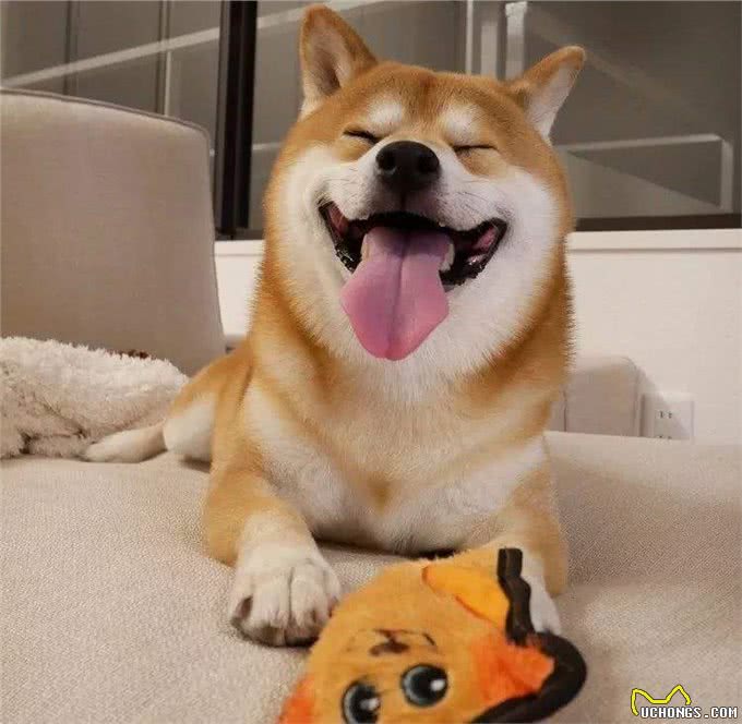 柴犬必备小常识