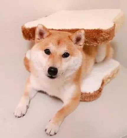 柴犬必备小常识