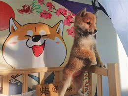 柴犬必备小常识