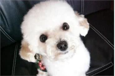 用智商碾压你的萌犬排行榜你家狗狗第几名