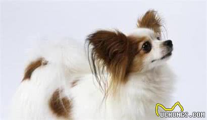 用智商碾压你的萌犬排行榜你家狗狗第几名