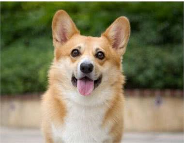 用智商碾压你的萌犬排行榜你家狗狗第几名