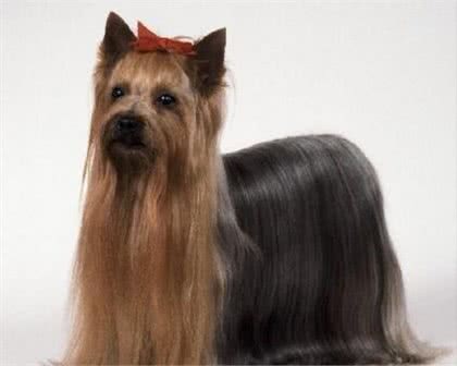 用智商碾压你的萌犬排行榜你家狗狗第几名
