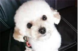 用智商碾压你的萌犬排行榜你家狗狗第几名