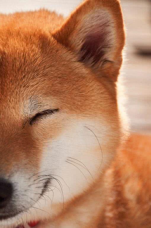 乐秀百科-柴犬好养么?柴犬标准、性格、寿命、如何挑选柴犬