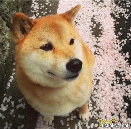 乐秀百科-柴犬好养么?柴犬标准、性格、寿命、如何挑选柴犬