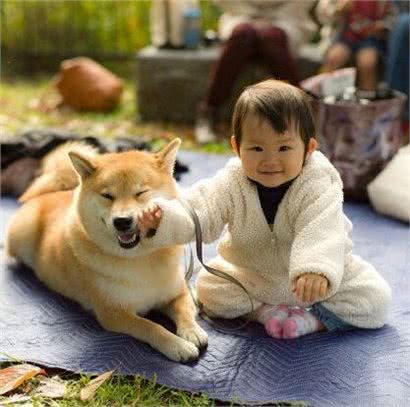 乐秀百科-柴犬好养么?柴犬标准、性格、寿命、如何挑选柴犬