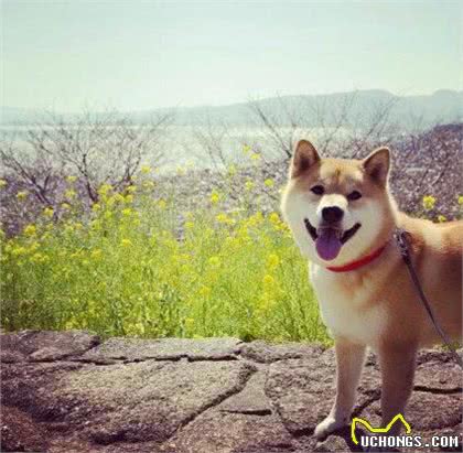 乐秀百科-柴犬好养么?柴犬标准、性格、寿命、如何挑选柴犬