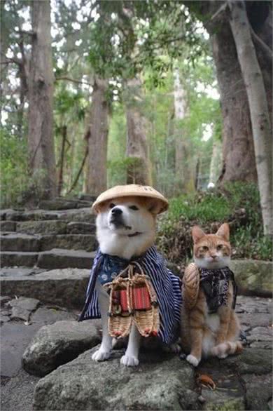 乐秀百科-柴犬好养么?柴犬标准、性格、寿命、如何挑选柴犬